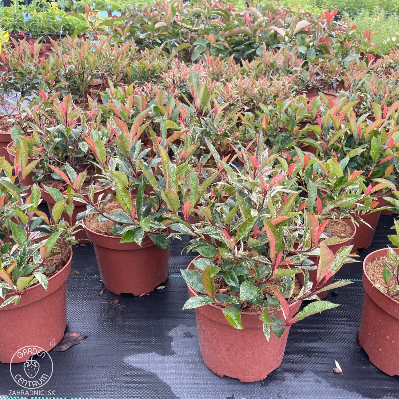Obrázok Červienka Fraserova (Photinia × fraseri) ‘LITTLE FENNA’ - výška 15-25, kont. C2L